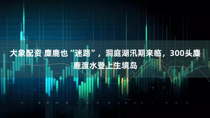大象配资 麋鹿也“迷路”，洞庭湖汛期来临，300头麋鹿渡水登上生境岛